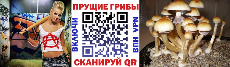 Псилоцибиновые грибы мицелий  гидра вход  Норильск  продажа наркотиков 